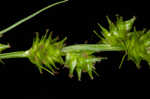 Bur-reed sedge